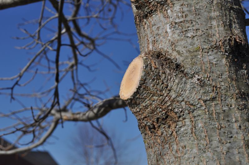 Tree Pruning in Allentown, PA