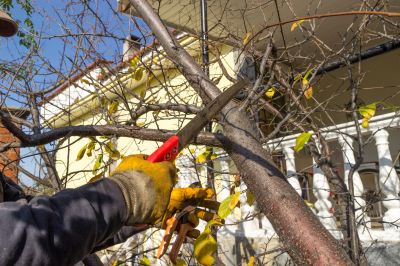 Tree Shaping Service in Pottstown, PA