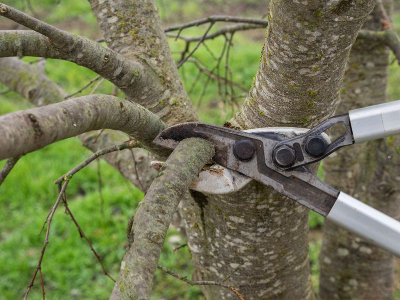 Tree Shearing in Allentown, PA