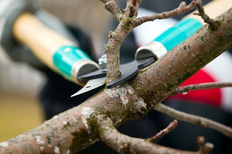 Tree Shearing in San Jose, CA