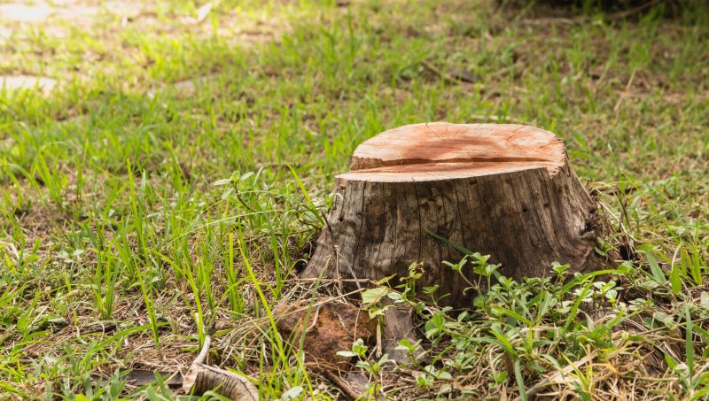 Tree Stump Removal in Calvert County, MD