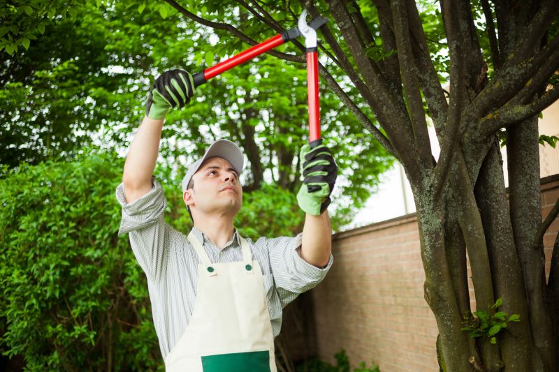 Local Tree Care Services